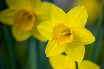 Spring blooming narcissus daffodil 