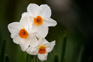 Obraz na płótnie Canvas Spring blooming narcissus daffodil 