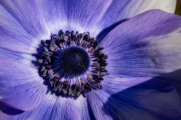 Spring blooming anenome
