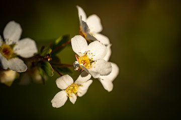 White spring spirea