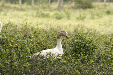 ave pájaro naturaleza cielo paloma azul garza cardenal