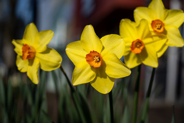 Spring blooming narcissus daffodil 