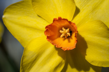 Spring blooming narcissus daffodil 