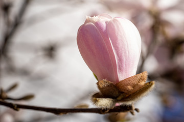 Spring blooming magnolia