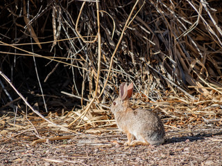 Desert cottontail on the ground