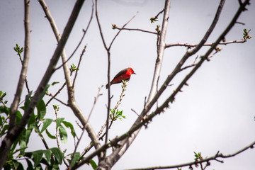 ave pájaro naturaleza cielo paloma azul garza cardenal