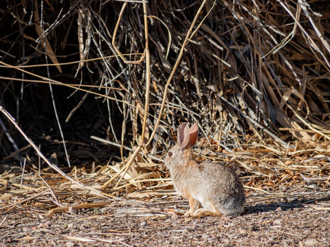 Desert Cottontail On The Ground