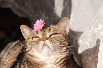ピンクの花と猫アメリカンショートヘアー