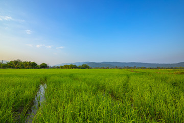 Agriculture green rice field under blue sky and mountain back at contryside. farm, growth and agriculture concept.