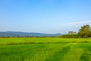 Agriculture green rice field under blue sky and mountain back at contryside. farm, growth and agriculture concept.