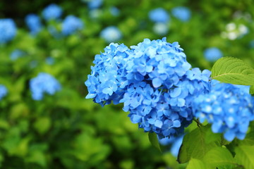 恋し野里_あじさい