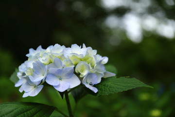 恋し野里_あじさい