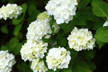 恋し野里_あじさい