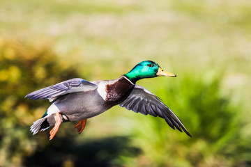 Drake Mallard With Cupped Wings Landing in Spring Greenery