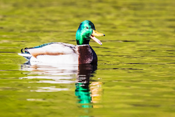 Beatifully Colored Drake Mallard Calls to Mate