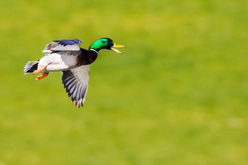 Drake Mallard With Cupped Wings Landing in Spring Greenery