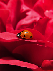 ladybug on flower