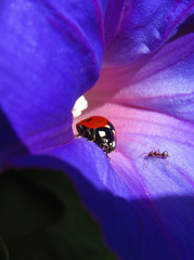 ladybug on flower