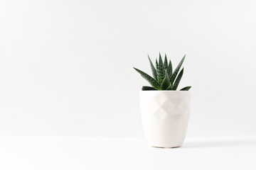 Green succulent houseplant in a white vase on the right side of  a white table with copy space