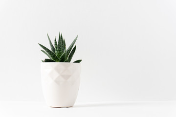 Green succulent houseplant in a white vase on the left side of  a white table with copy space