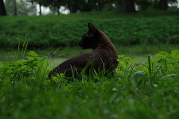 cat and nature