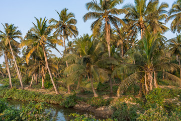 Goa - Palmy 