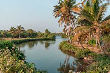 Goa - Palmy 