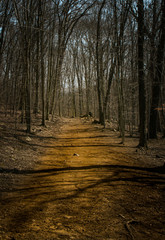 road in forest