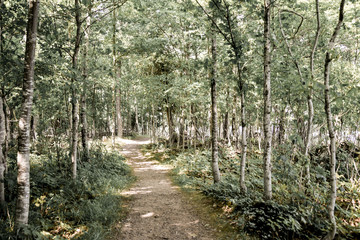 Obraz premium path in the forest