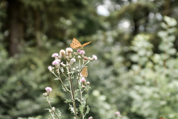 butterfly on a flower