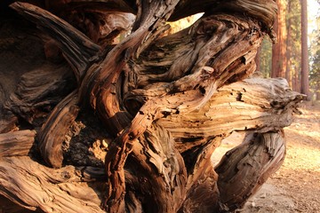 roots of tree