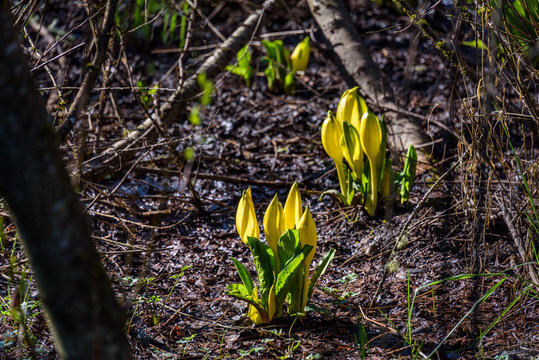 Bright yellow skunk cabbage growing in a swampy woodland