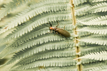 insect on a leaf