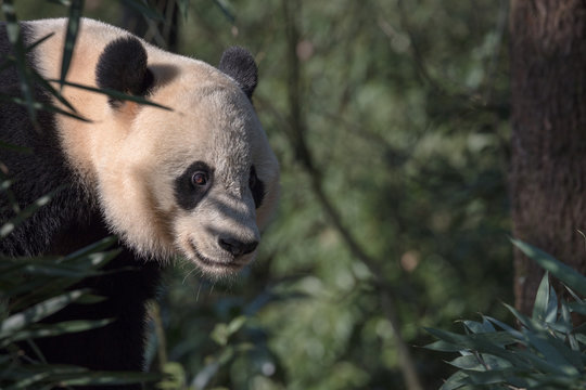 Beibei Images – Browse 94 Stock Photos, Vectors, and Video | Adobe Stock