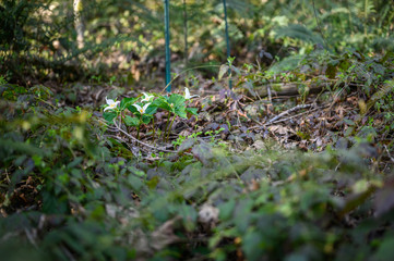 Group of trilliums growing in the wild among blackberry vines