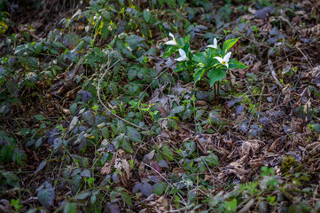 Group of trilliums growing in the wild among blackberry vines