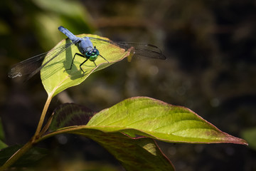 A blue dasher dragonfly on a leaf in a forest looks ready to fly