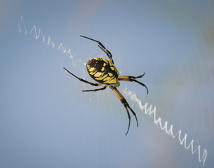 A black and yellow orb-weaver spider angles downward over a pond