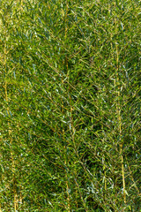 Closeup of bamboo growing, as a nature background