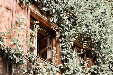 vine covered window in a house