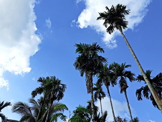 Betel nut from the bottom, with a bright sky background, And saw the clouds clearly in the morning,...
