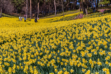 Obraz premium Traditional house full of daffodils in old-fashioned countryside