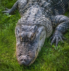 An american alligator crawls toward the camera in this portrait