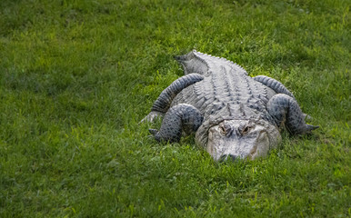 An american alligator at rest on a bed of grass