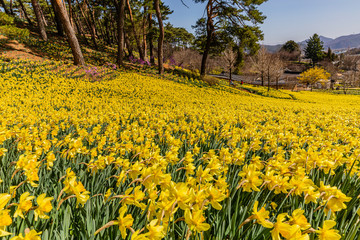 Obraz premium Traditional house full of daffodils in old-fashioned countryside