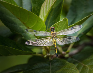 A calico pennant dragonfly rests on a leaf on a tree next to Scotts Run Lake
