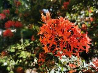 red flowers in the garden