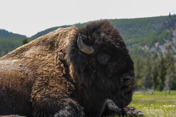 bison in yellowstone national park