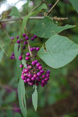 Berries on vine