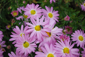 flowers on green background
